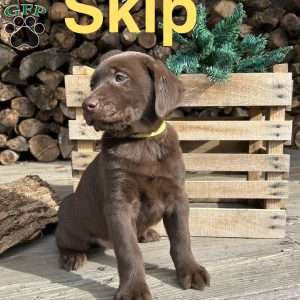 Skip, Chocolate Labrador Retriever Puppy